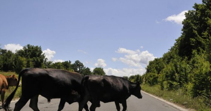 БулфотоПървично огнище на туберкулоза по говедата е констатирано в животновъден