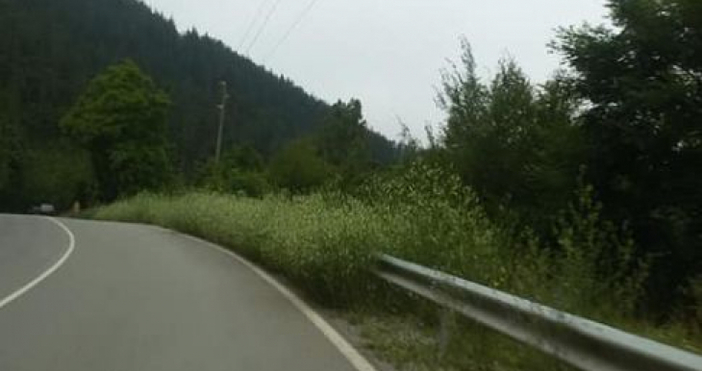 Лилия Георгиева от Своге публикува във Фейсбук видео и снимки