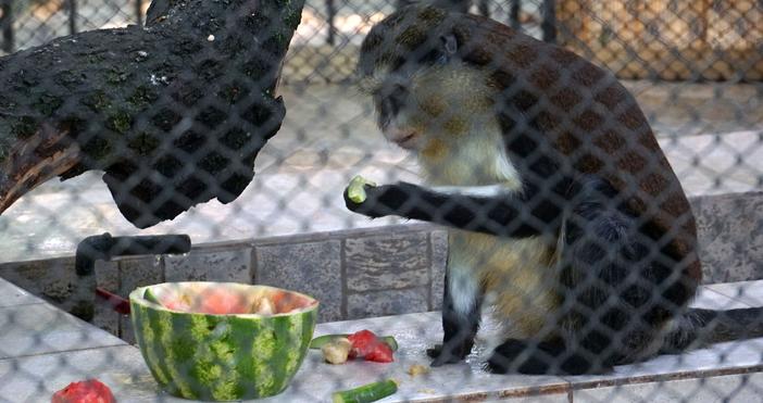 Снимки БулфотоЗа разхлаждане от жегата днес животинките във варненския зоопарк