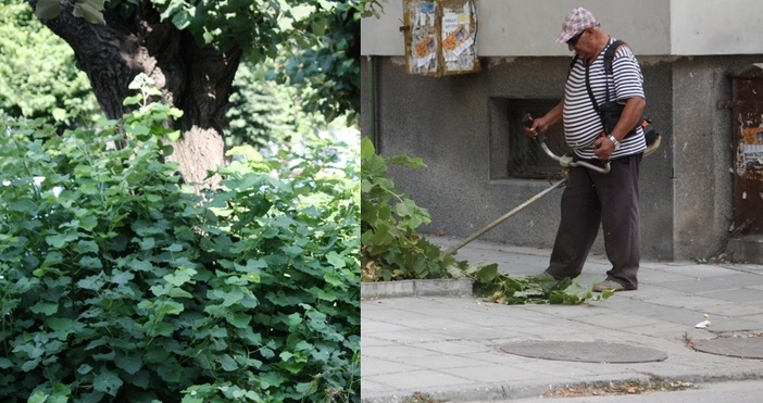 Буйните издънки в основата на дърветата по варненската улица Македония“,