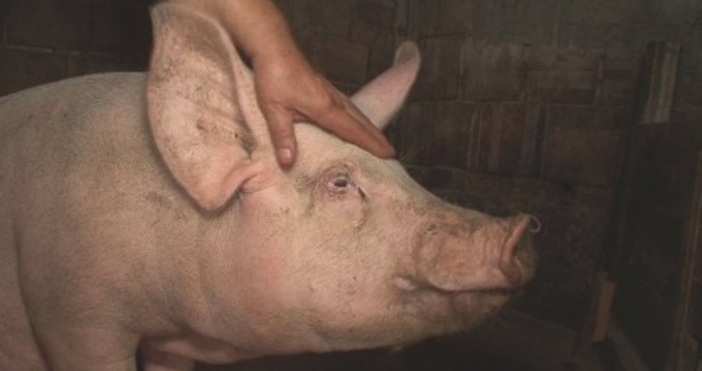 Снимка бТВЗаразата от африканска чума по свинете предизвика паника в