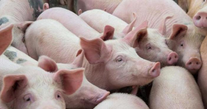 Отрицателни са пробите за африканска чума по свинете от 3 километровата