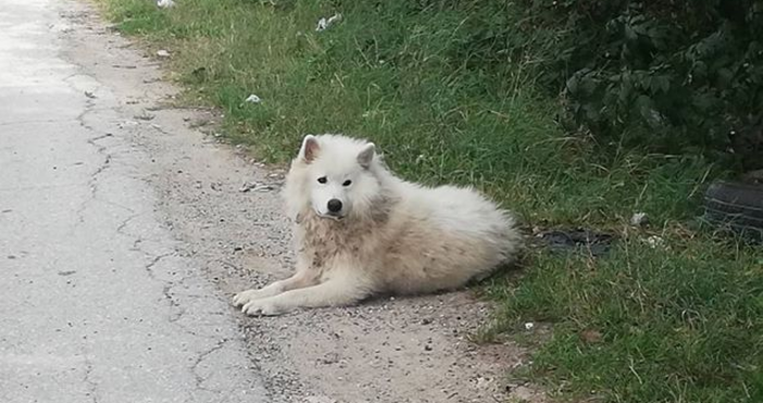 Домашно бяло породисто куче е забелязано на изхода на Варна