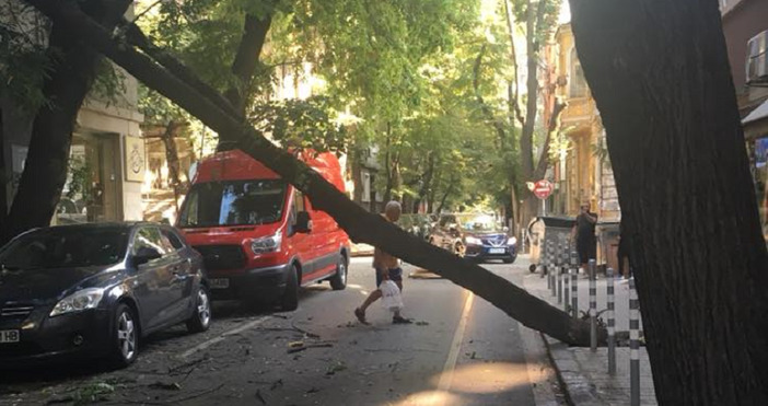 Дърво падна на столичната улица Княз Борис l алармират граждани