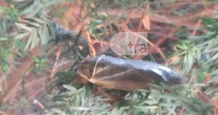 Снимка Trafficnews bgЖители на Пловдив пропищяха от появата на едро насекомо Буболечката