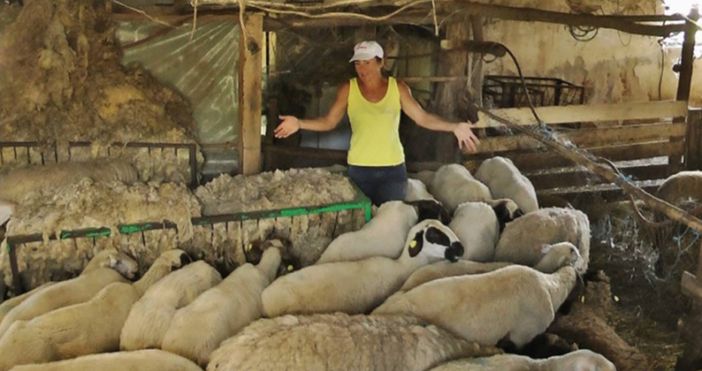 Собствениците на овцете в Болярово твърдят че 11 те животни които