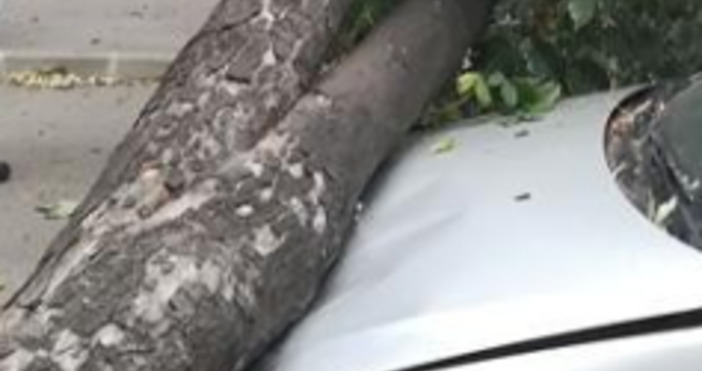 Силният вятър събори дърво върху лек автомобил Форд Мондео, паркиран
