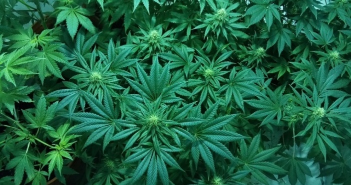 4 кг марихуана и 53 растения от рода на конопа са иззети