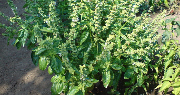 bilkabg.comБосилек (Ocimum basilicum)Произхожда от Азия, Индия, Пакистан, Тайланд. Ароматно растение,