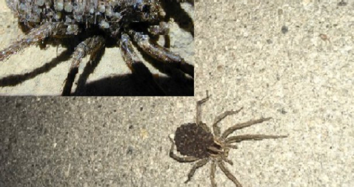 Снимка МарицаПаяци с големината на скорпиони плъзнаха в района южно
