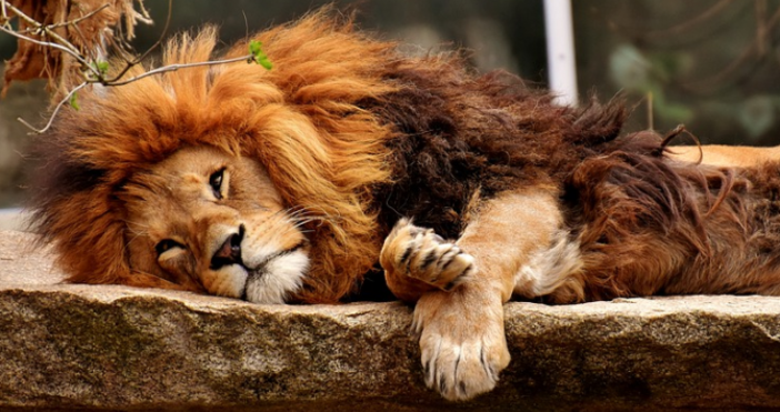 Лъвът в плевенския зоопарк е умрял, стана ясно на днешния редовен брифинг