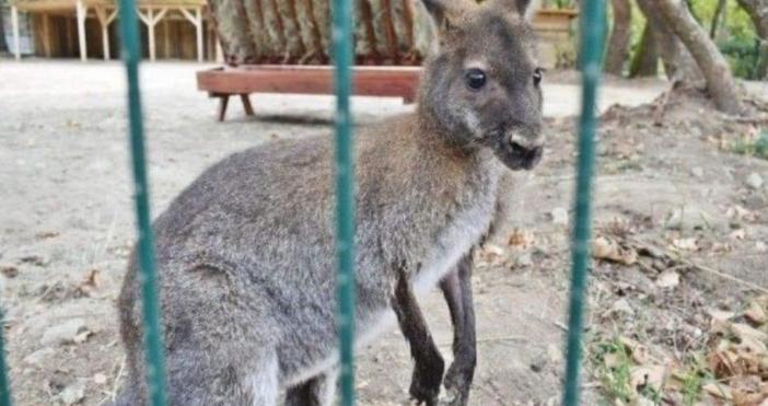 Продължава издирването на кенгуруто което избяга от зоокъта в Сандански Неизвестен