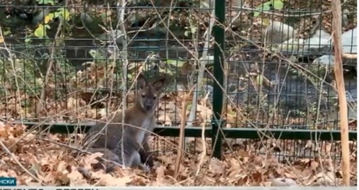 Изчезналото от зоокъта в Сандански кенгуру Кики не бяга за