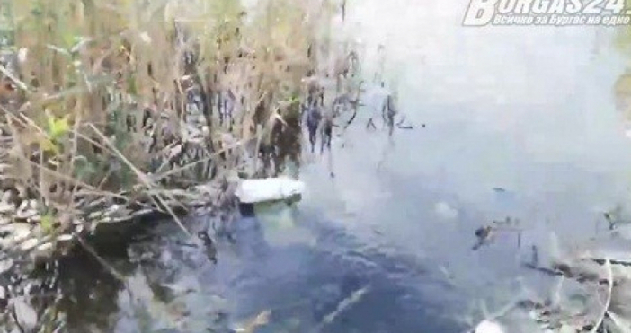 Мургави рибари събират мъртва риба от замърсен водоем край Поморие