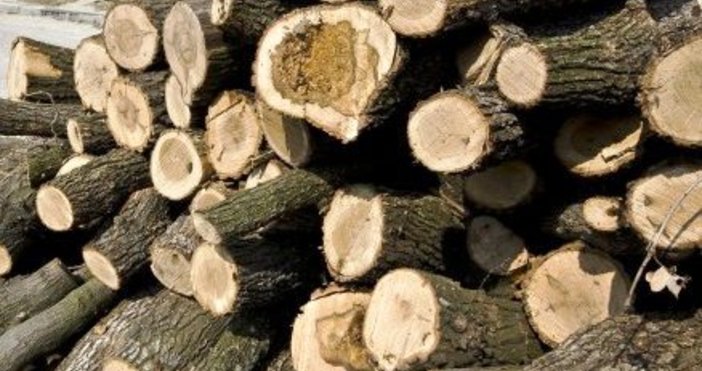 Четири каруци с незаконно добита дървесина са задържани при проверки