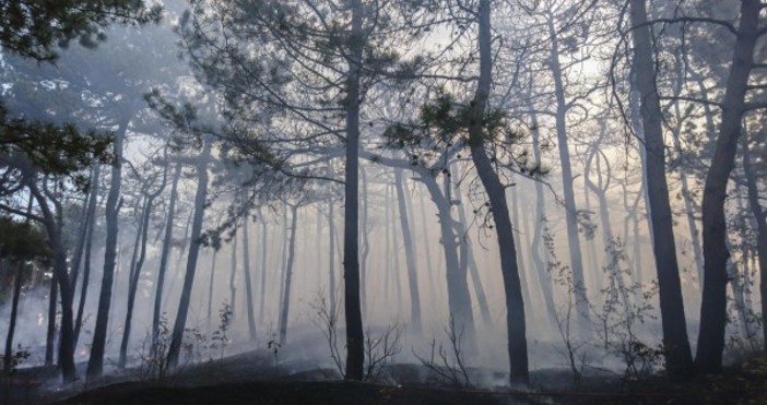 Снимка БулфотоДвама души са изчезнали в гората край поморийското село