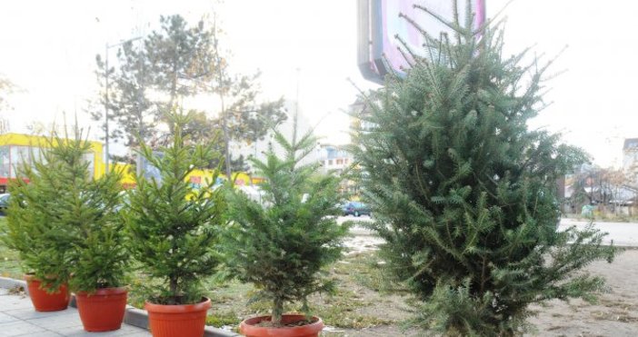 Регионалните дирекции по горите в страната започват масови проверки за