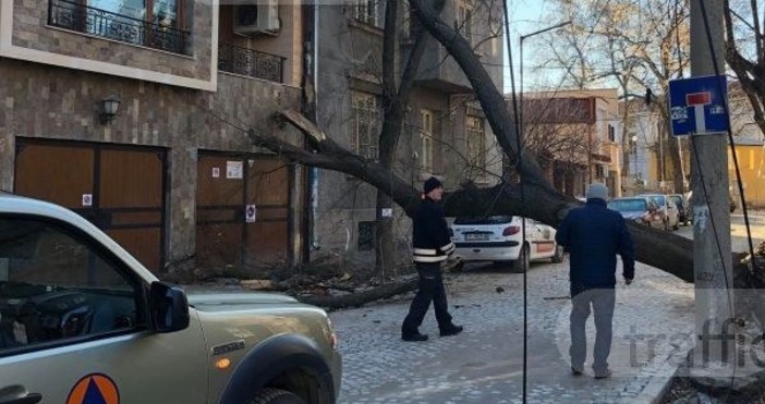 Снимка TrafficNewsOгромно дърво падна върху кооперация в центъра на Пловдив