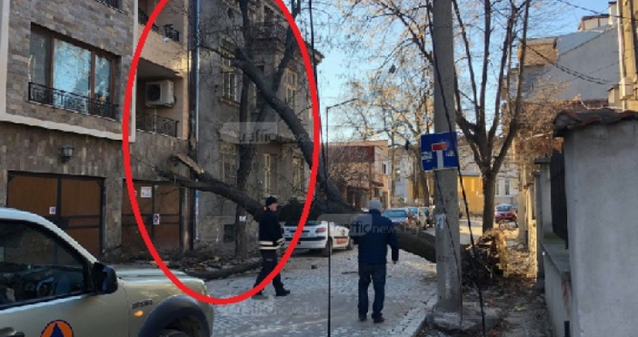 Снимка trafficnews bgОгромно дърво се сгромоляса върху кооперация в центъра на Пловдив