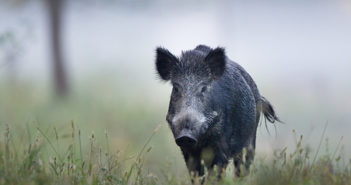 Нов случай на Африканска чума при дива свиня е констатиран