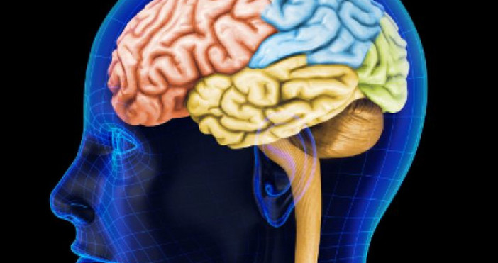 Американски учени откриха лесен начин да подмладим мозъка си Те