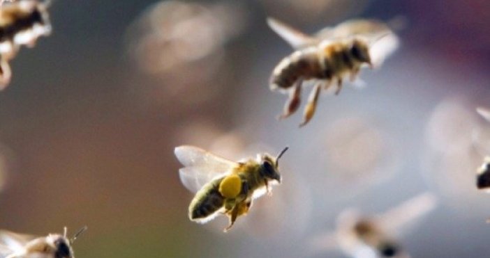 Регистър на пчелините в България предвиждат промени в Закона за