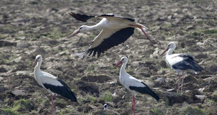 Късо съединение в стълб е предизвикал пожар в щъркелово гнездо