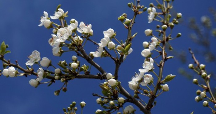 Температурен рекорд от 18 градуса е измерен от метеорологичната обсерватория в Хасково