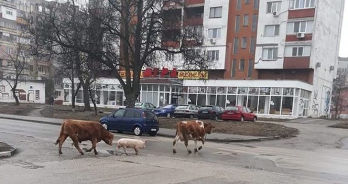 Снимка: Димитър ВелковБик, крава и прасе се разхождат заедно по