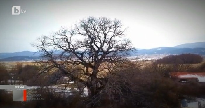 БтвВековното дърво се намира в трънското село Рани лугДо края