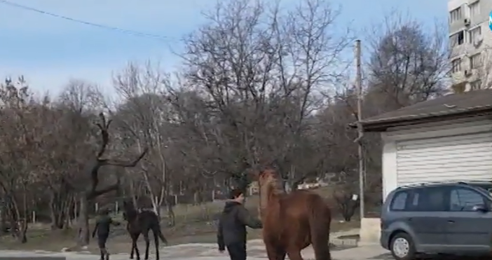 Кадри: Нова ТвИзбягали от стопаните си коне се разхождат по
