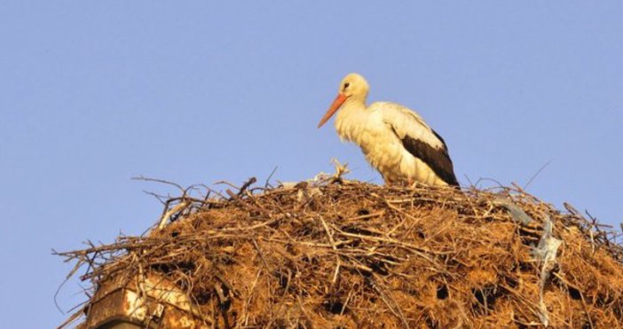 Снимка БулфотоЩъркел изпреварил с повече от месец първа пролет долетя