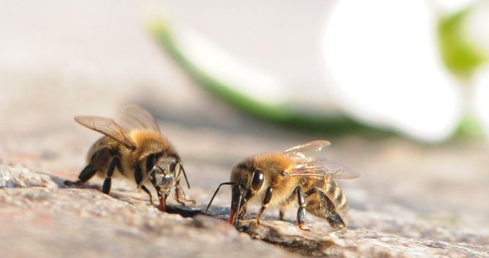Снимка БулфотоСпециализираното изложение Пчеломания в Добрич ще представи в 16 ото