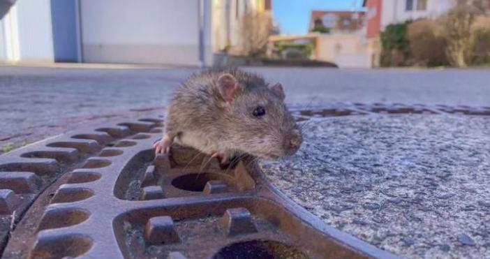 Дебел плъх спасен от канализацията в ГерманияЦяла пожарна команда се