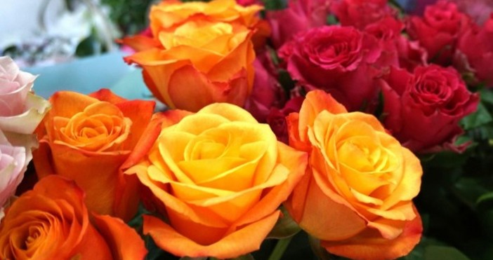 Оказва се че стоката е предимно вносна – от Холандия