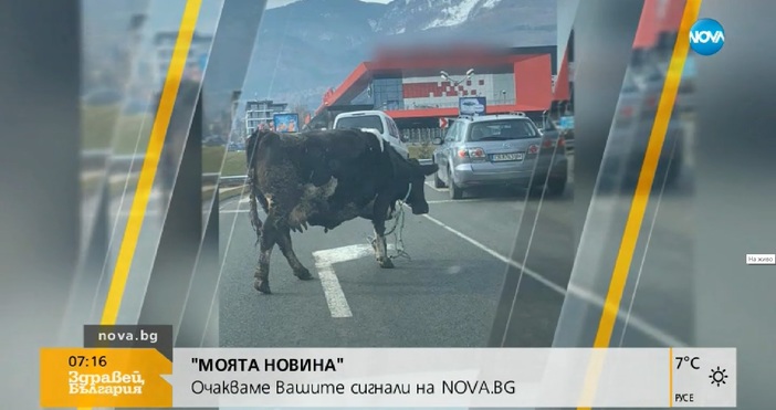 Снимка на крава, която си върви пред магазин, предизвика искрени усмивки