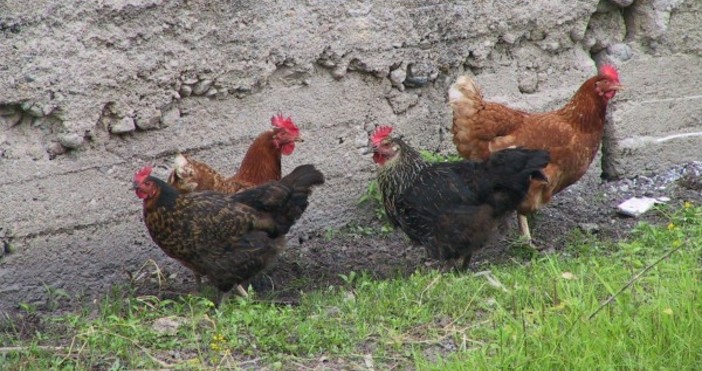  Снимка Булфото архив Кокошките във ферма в северозападната Франция са