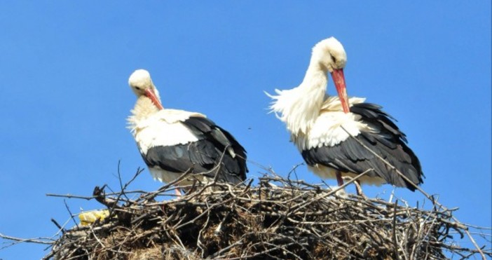 Снимка БулфотоНай харесваната и почитана от българския народ птица проля кървави