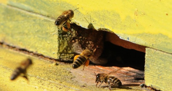 Големи пчелини успяват да сключат със земеделци споразумения за опрашванеИзминалата