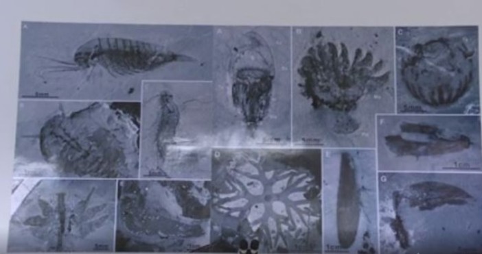 Изненадващо откритие на палеонтолози в Китай Те се натъкнаха на