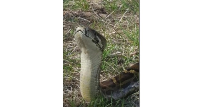 Снимки Фейсбук Борислав Михайлов Забелязано в София Някой е изкарал милото