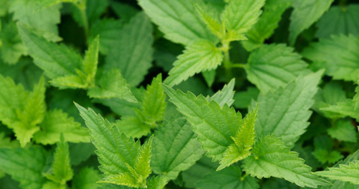 Началото на пролетта е време за презареждане на организма с