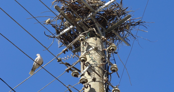 Служители на компанията монтират платформи за щъркелови гнезда за предпазване
