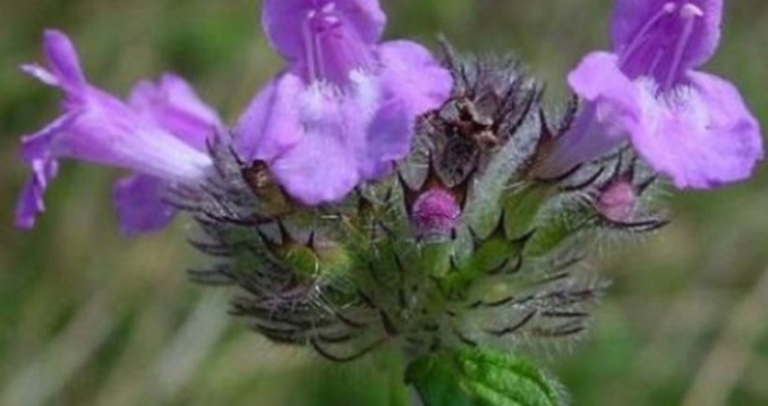 Котешка стъпка е билката с може би най разностранни ползи След