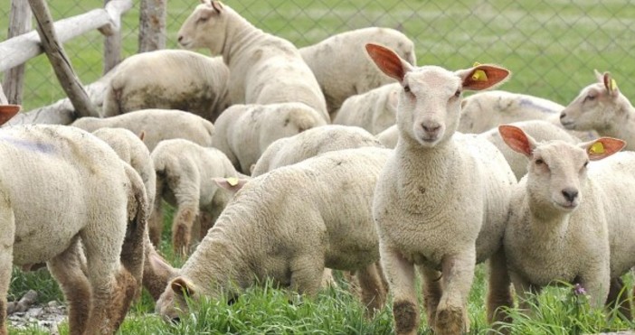 Не се очаква поскъпване на агнешкото за празницитеЧервен печат за