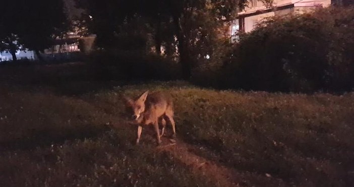 dunavmost comСнимка Х ХристовЛисица броди из Русе в полунощ За това съобщи гражданин който е