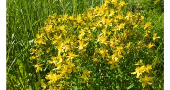  Жълтият кантарион е тревисто растение което може да се намери