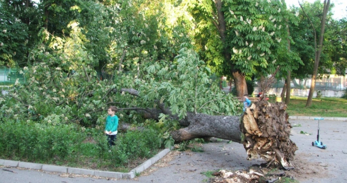 Дърво падна върху пейка в градската градина на Харманли Силният вятър