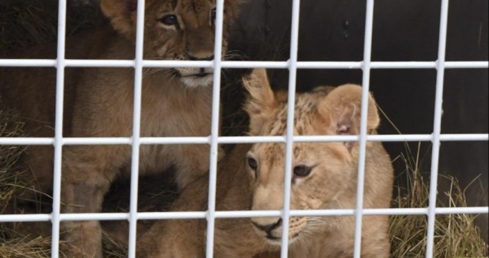 Снимка БулфотоНовородените две лъвчета в хасковския зоопарк починаха от хипотермия