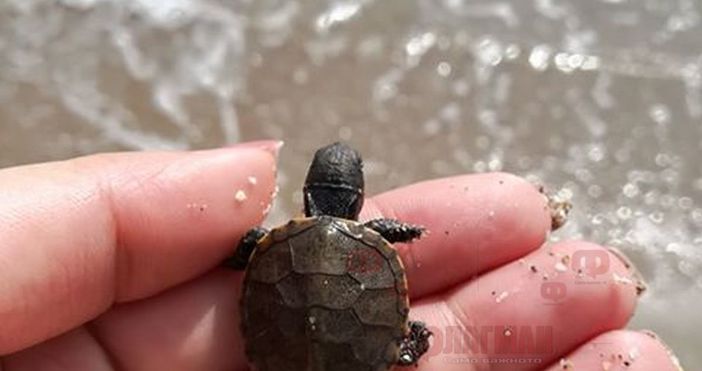flagman.bgснимки: ФлагманРядък вид черноморска костенурка се появи на Северния плаж в Бургас,
